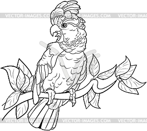 Cockatoo - vector clipart