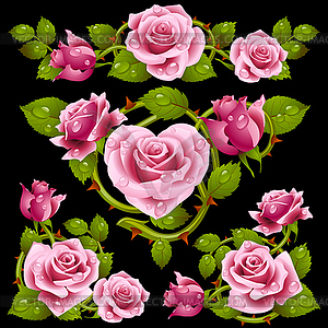 Vector pink Rose design elements isolated on black - vector image