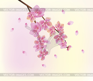 Sakura.Evening in the garden blooming cherry - vector image