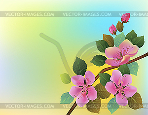 Nature background with blossom branch of pink sakur - vector clip art