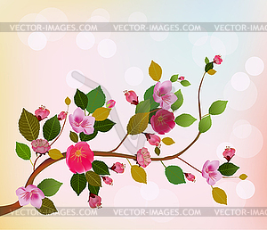 Nature background with blossom branch of pink sakur - vector clipart