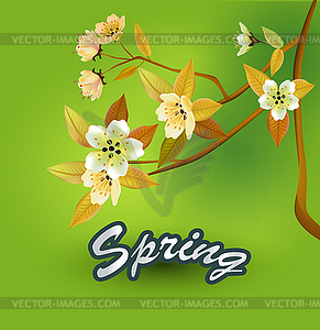 Vector sakura  . postcard . menu. - vector image