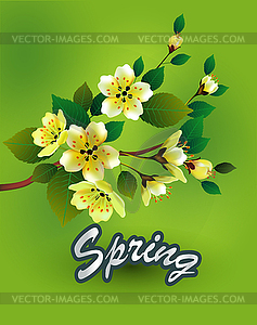 Vector sakura  . postcard . menu. - vector clipart