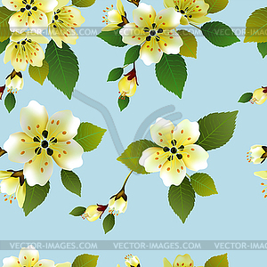 Seamless spring background with white flowers with gree - vector clip art