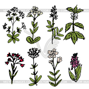 Flowers set - royalty-free vector clipart