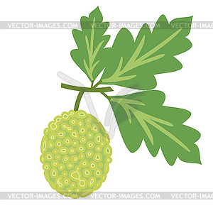 Breadfruit - vector clipart