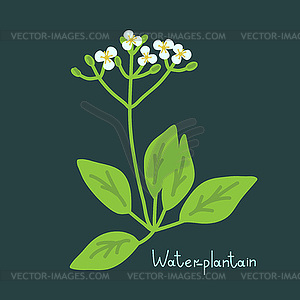 ALisma plant iilustration - vector clip art