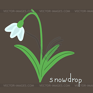 Snowdrop plant - vector image