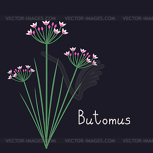 Butomus plant - vector clip art