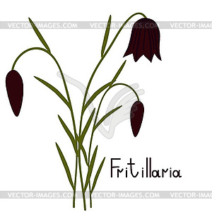 Fritillaria plant - vector clip art