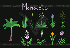Exaples of monocots - vector clipart