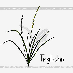 Triglochin plant - vector image