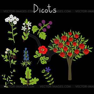 Examples of dicots - royalty-free vector clipart