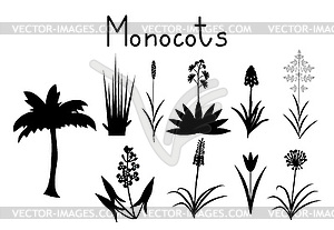 Examples of monocots - vector image