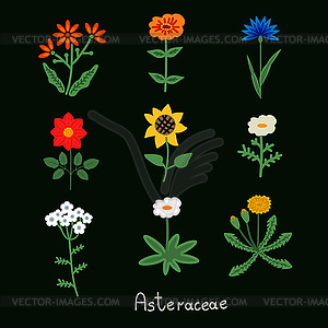 Asteraceae flowers set - vector clipart