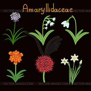 Amaryllidaceae plant family - vector clipart