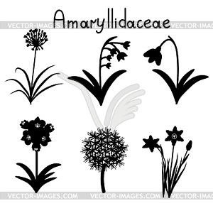 Amaryllidaceae plant family - vector image