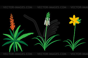 Asphodelaceae flowers set - vector clipart