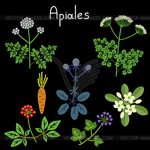 Apiales plant order - vector image