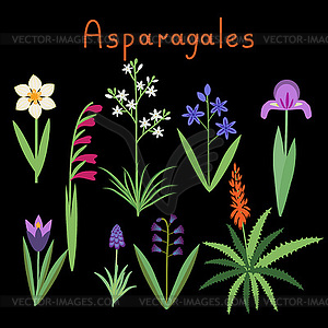 Asparagales plant order - vector clipart