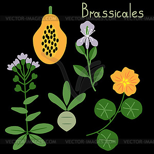 Заказ растений капустоцветные - векторная иллюстрация