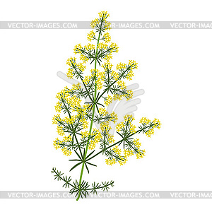 Galium verum plant - royalty-free vector image