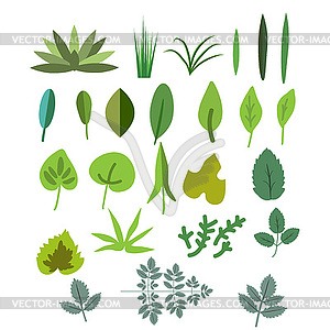 Foliage set - vector clip art