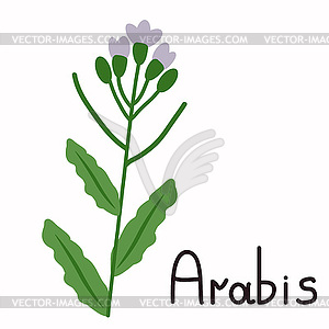 Arabis завод - векторная иллюстрация