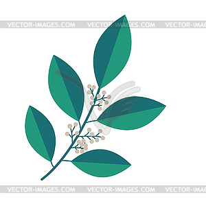 Amborella plant - vector clipart