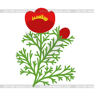 Peony flower illustation - vector clipart