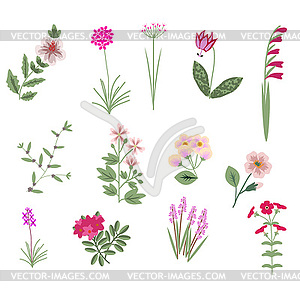 Pink flowers - vector clip art