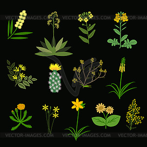 Yellow flowers - vector clip art