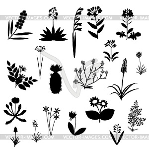 Flowers set collection - vector clipart