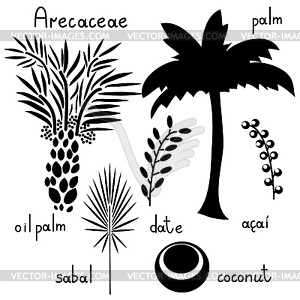 Набор растений Arecaceae - клипарт в векторе / векторное изображение