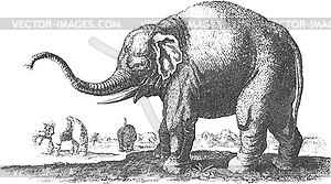 Elephants in nature - vector image