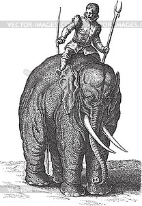 Elephant rider - vector image