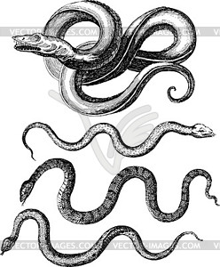 Set of miscellaneous snakes - vector clip art