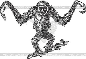 Capuchin monkey walks - vinyl EPS vector clipart