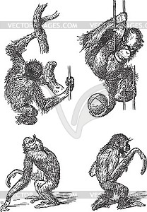 Set of chimpanzees and orangutans - royalty-free vector image