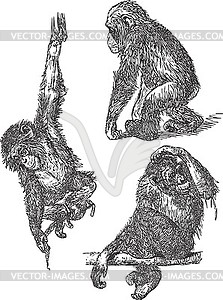 Множество обезьян шимпанзе - стоковый клипарт