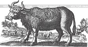 Bull in a rural field - vector clipart