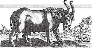 Bull in a field - vector clip art