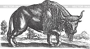 Bull standing in a field - vector clipart