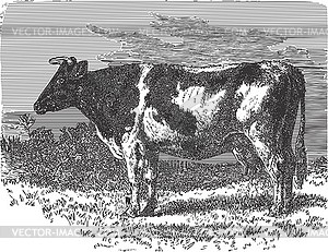 Cow standing in a field - white & black vector clipart