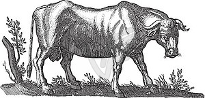 Cow grazing - vector clipart
