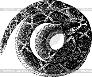 Set of snakes - vector image