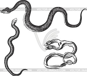 Set of snakes - vector clipart