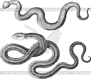 Set of miscellaneous snakes - vector image