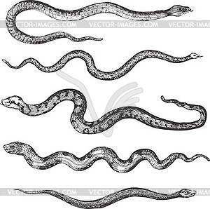 Set of miscellaneous snakes - vector clipart