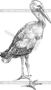 Stork standing - vector clip art